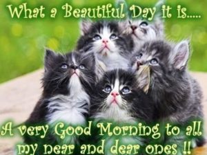 Cat Good Morning Messages SMS