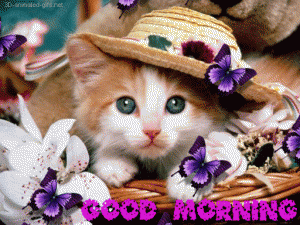 Cute Cat Good Morning Gif Images