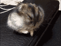 Funny Goodnight Gif - Animated Funny Good Night Gif Video Download