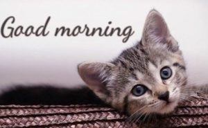 Nice Cat Good Morning Pic Messages SMS
