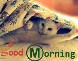 Pretty Cat Good Morning Picture