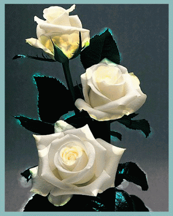 rose-flower-gif-tumblr-5.gif