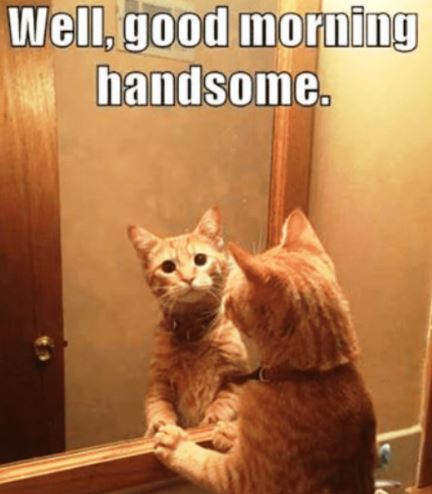 Cat Good Morning Gif Images Animated Wallpapers Download