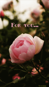 animated gif flowers blooming, 2