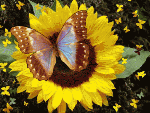 animated pictures of flowers and butterflies 2