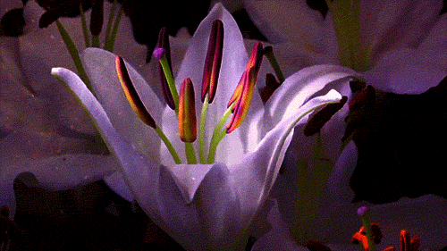 flower animated gif 2 - Best Greetings Quotes 2021