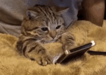 movie time with my cat gif