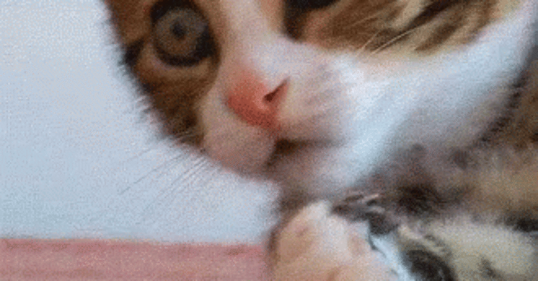 ouaaahhh cat gif - Best Greetings Quotes 2020