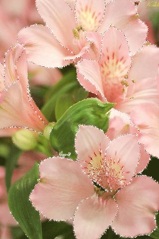 Beautiful Flowers GIF -Cute Flower GIF Animated Image free ...