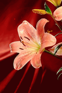 beautiful animated pictures of flowers and butterflies 4