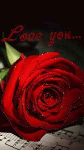 rose animated flower gif free download 5