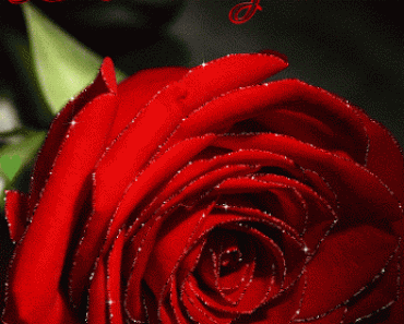 rose animated flower gif free download 5