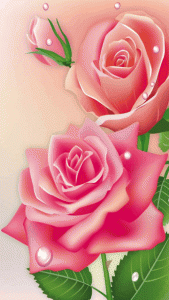 rose animated gif flowers blooming 5