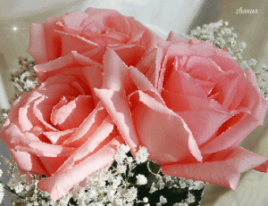 rose flower bouquet gif 5