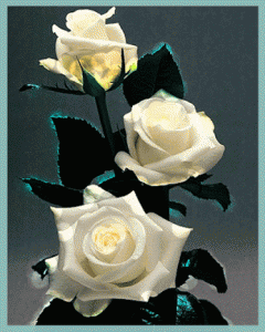 rose flower gif tumblr 5