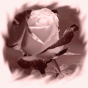 rose gif images of flowers falling 5