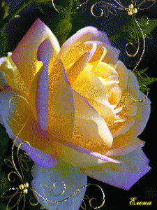 rose opening flower gif 5